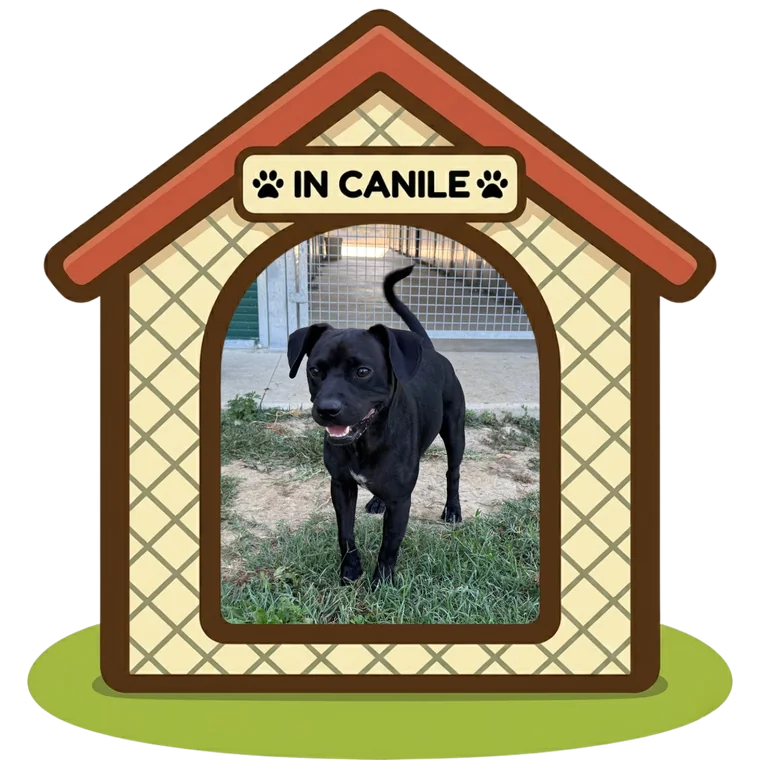 Aron in canile, Can Ca Baula
