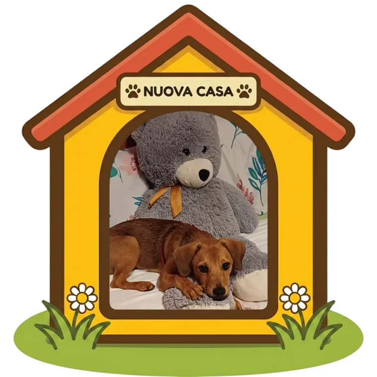 Balto nella sua nuova casa