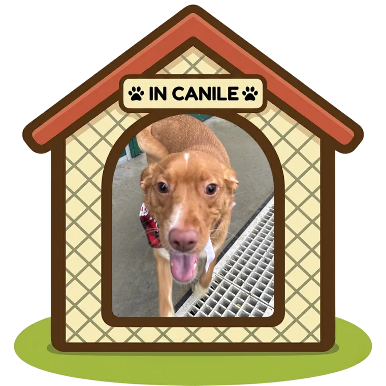 Lola in canile, Can Ca Baula