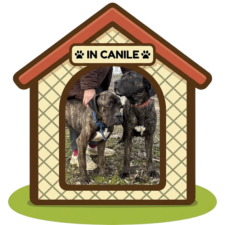 Pepe e Kira in canile, Can Ca Baula