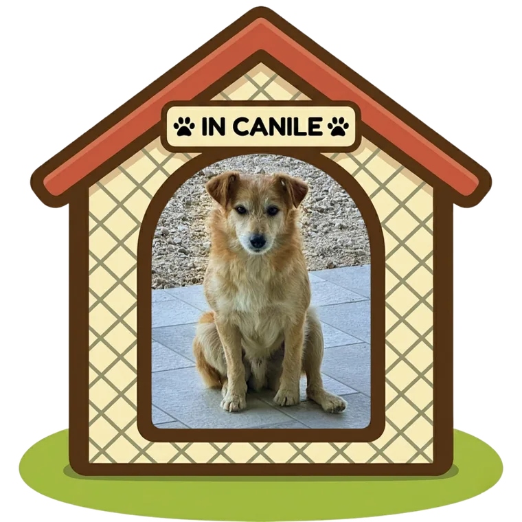 Spillo in canile, Can Ca Baula