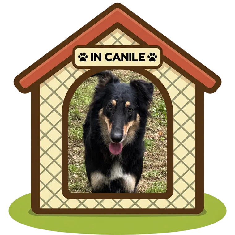 Stella in canile, Can Ca Baula