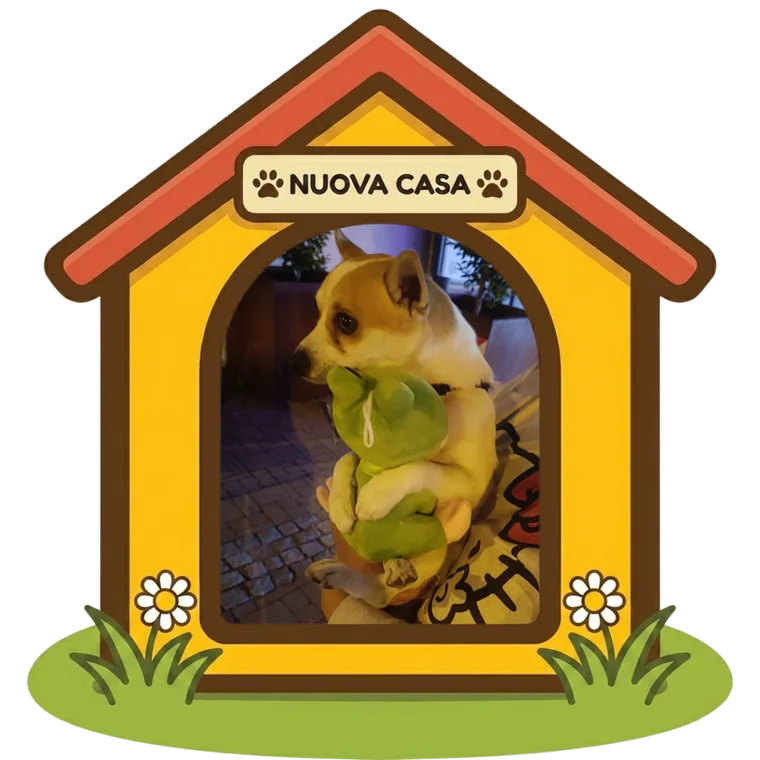 Willy nella sua nuova casa