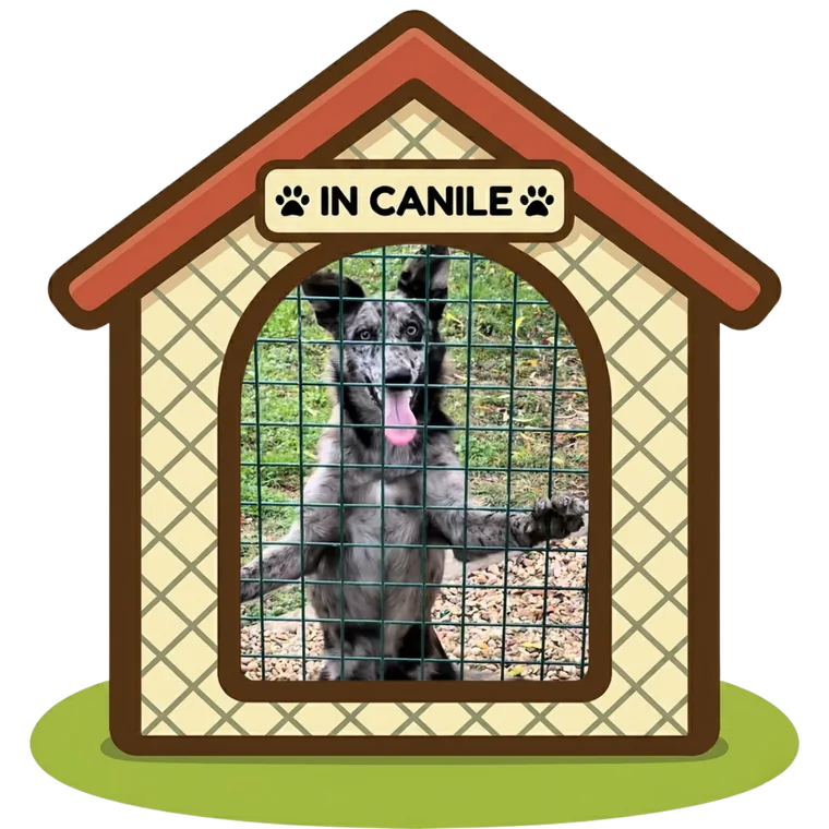 Zoe in canile, Can Ca Baula