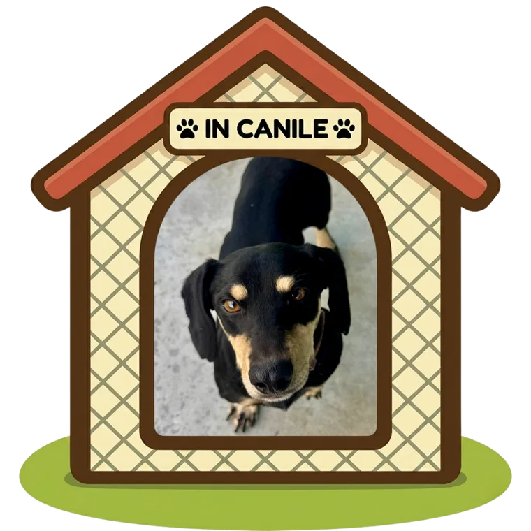 Zorro in canile, Can Ca Baula