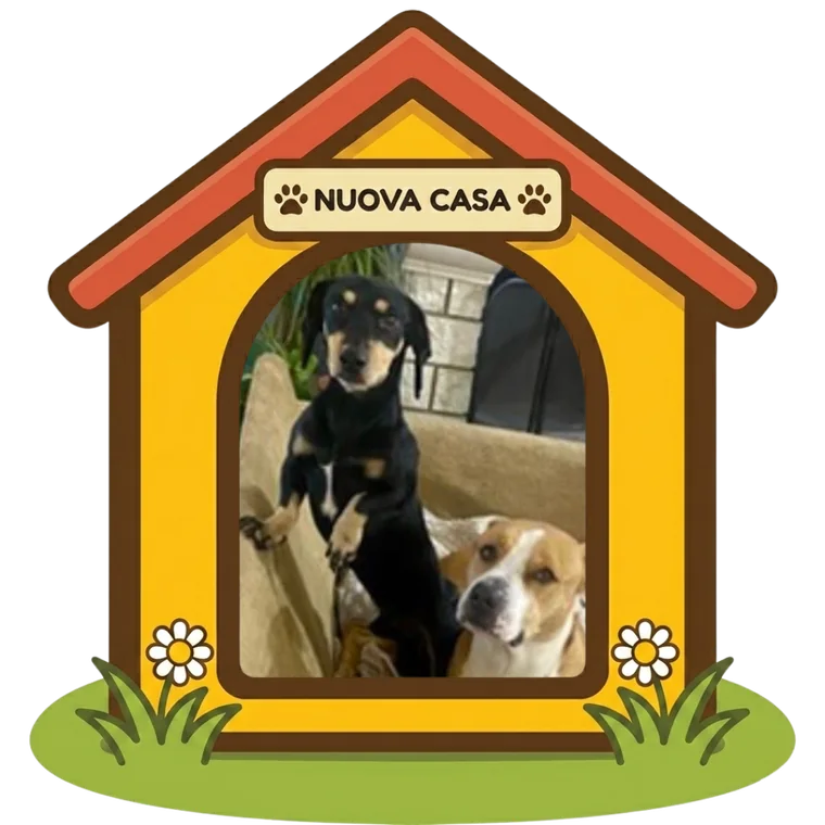 Zorro nella sua nuova casa