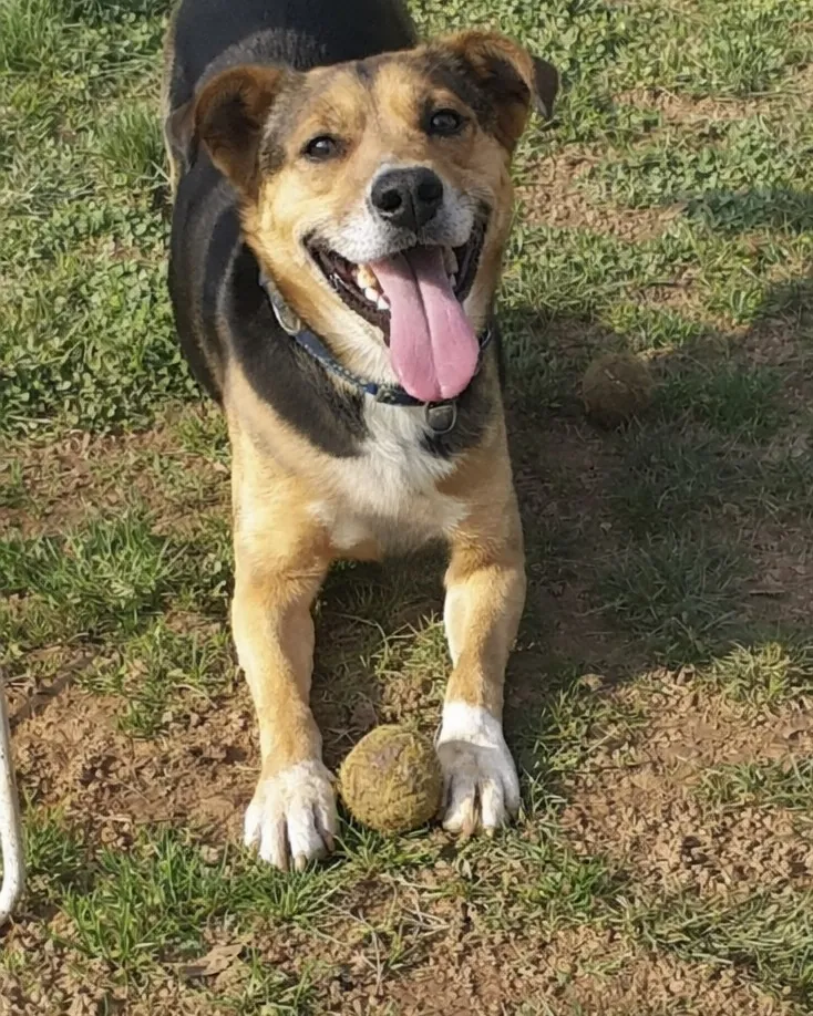 Aron in adozione al Can Ca Baula di Carmagnola