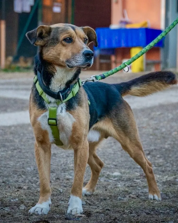 Aron in adozione al Can Ca Baula di Carmagnola