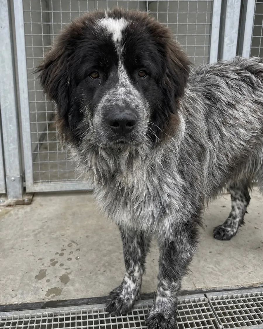 Bella in adozione al Can Ca Baula di Carmagnola