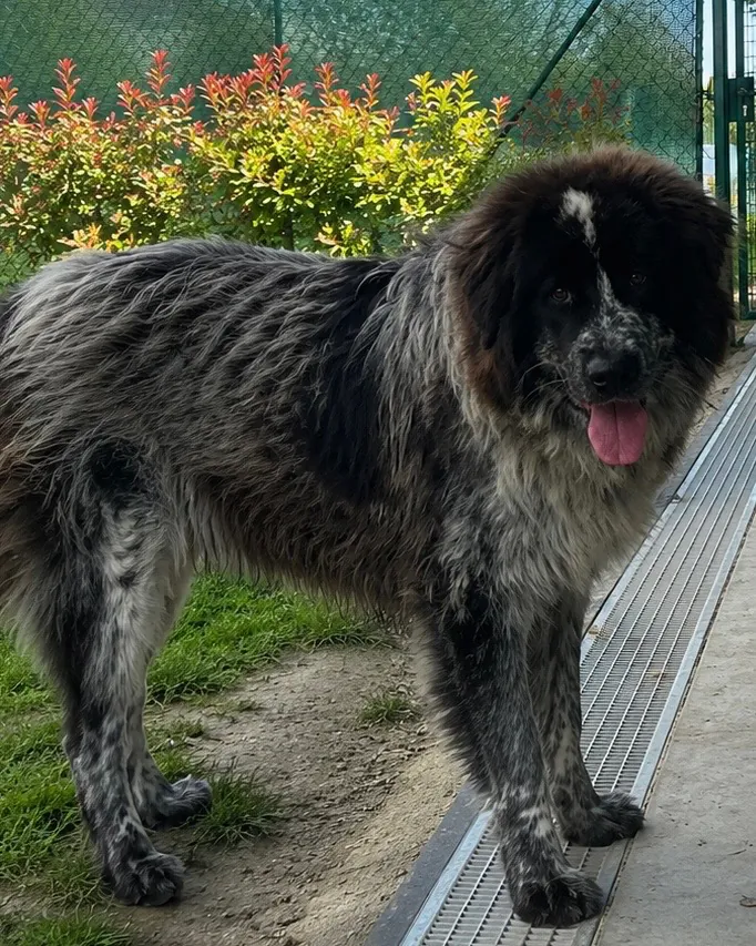Bella in adozione al Can Ca Baula di Carmagnola