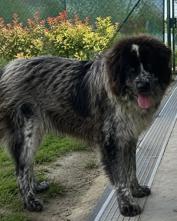 Bella in adozione al Can Ca Baula di Carmagnola