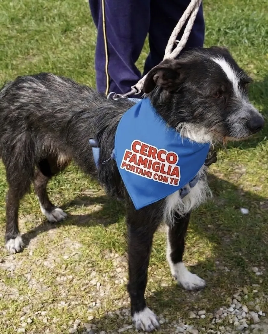 Billy in adozione al Can Ca Baula di Carmagnola