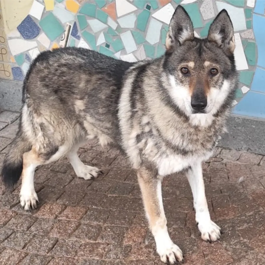 Cleo in adozione al Can Ca Baula di Carmagnola