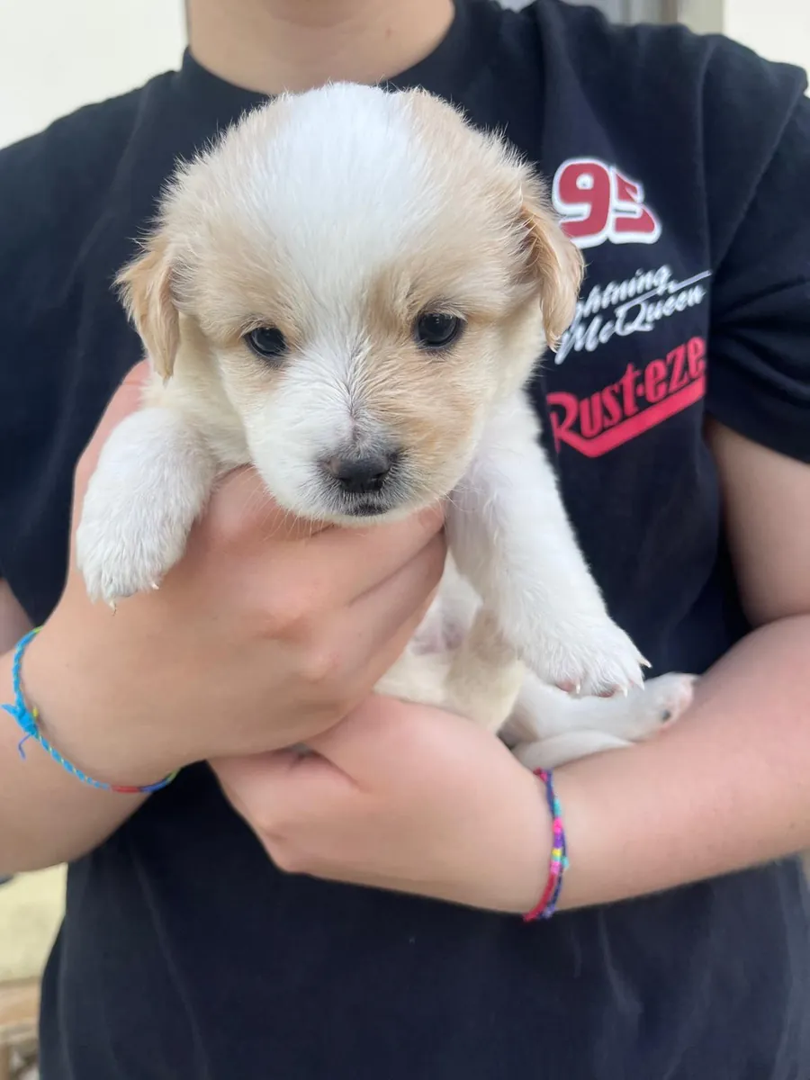 Cucciolata in adozione al Can Ca Baula di Carmagnola