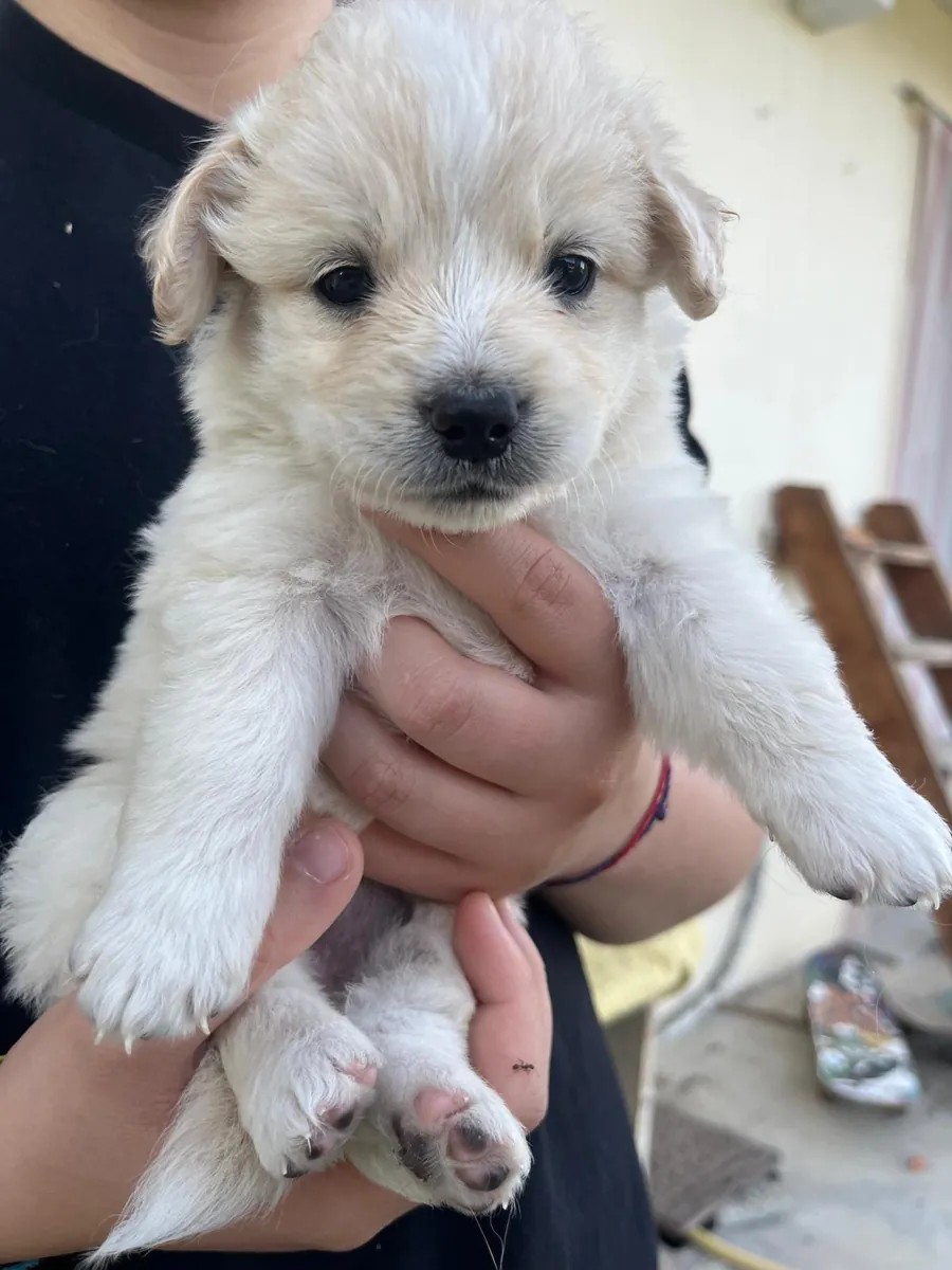 Cucciolata in adozione al Can Ca Baula di Carmagnola