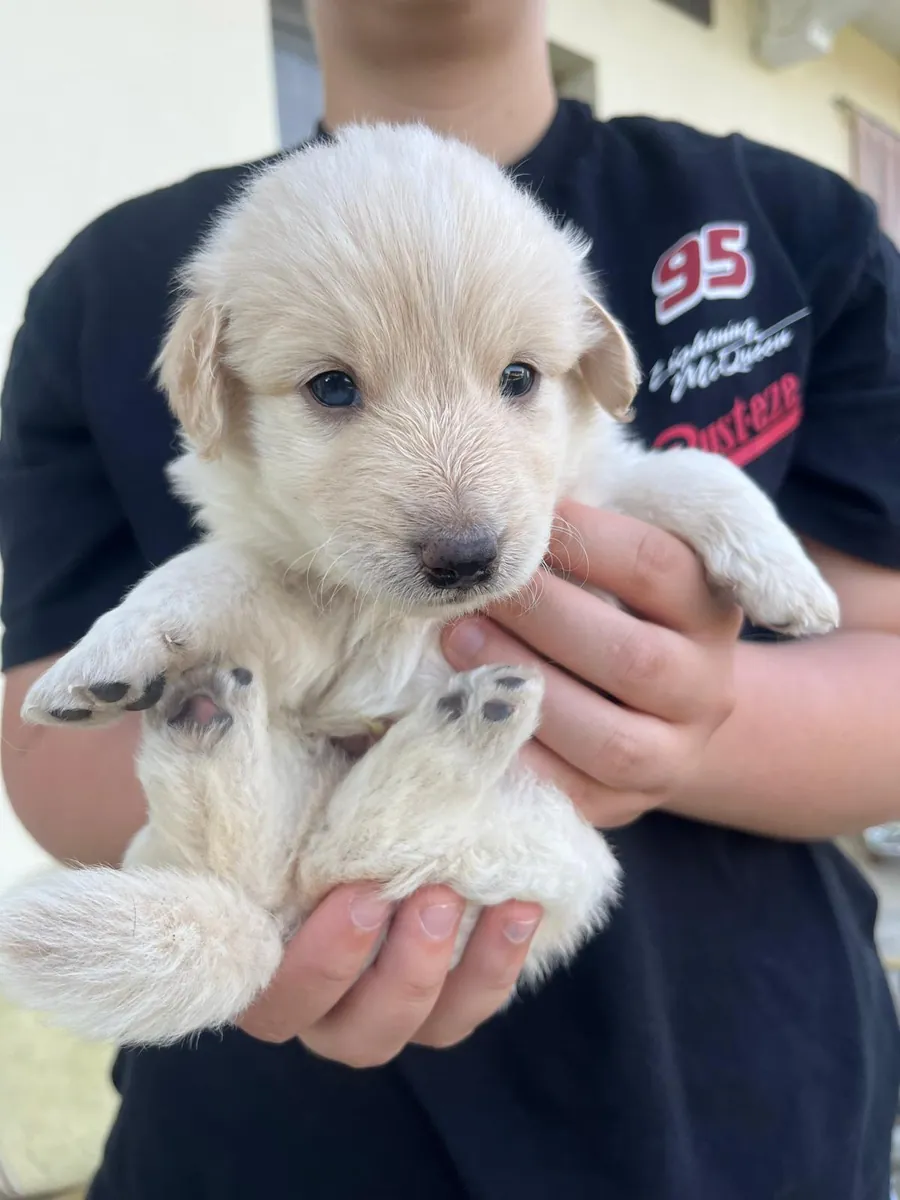 Cucciolata in adozione al Can Ca Baula di Carmagnola