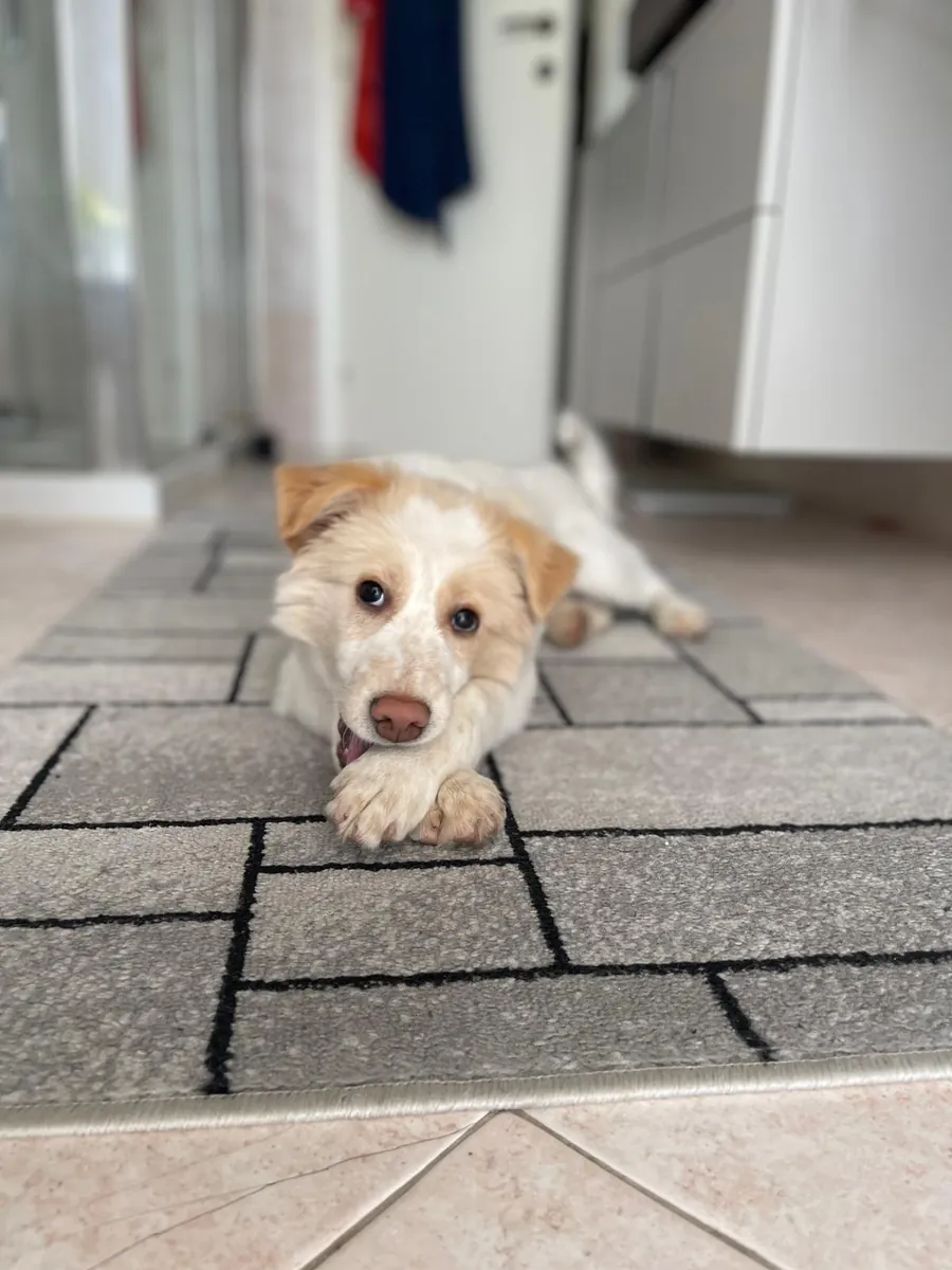Dobby in adozione al Can Ca Baula di Carmagnola