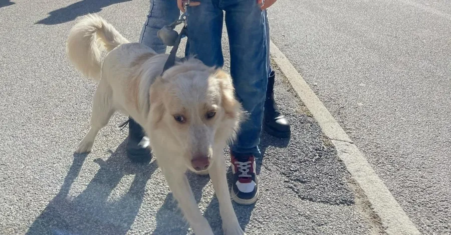 Dobby in adozione al Can Ca Baula di Carmagnola