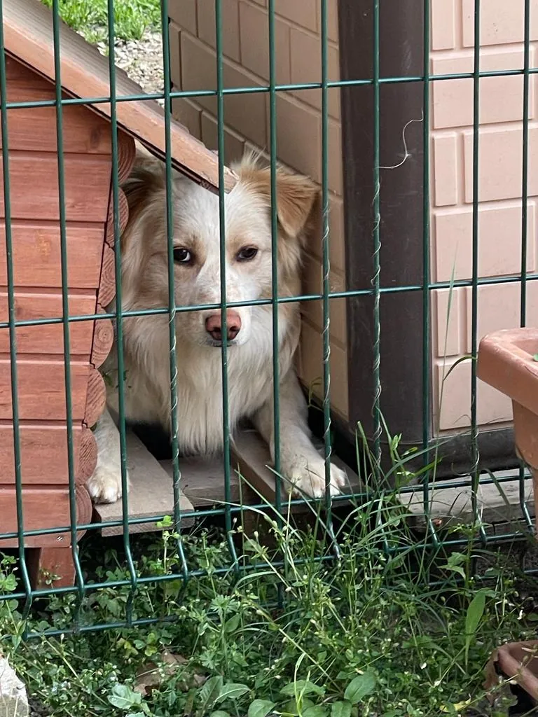 Dobby in adozione al Can Ca Baula di Carmagnola