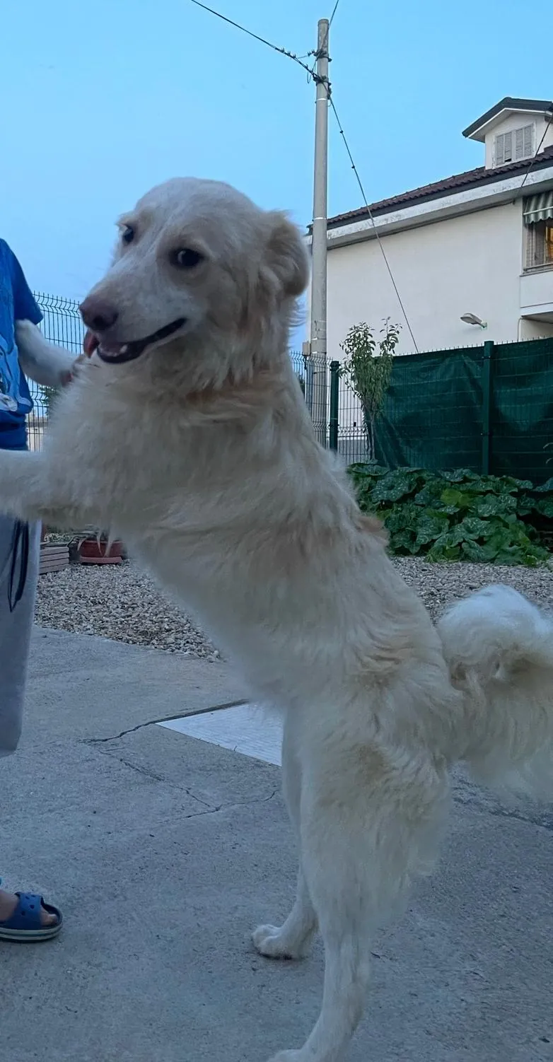 Dobby in adozione al Can Ca Baula di Carmagnola