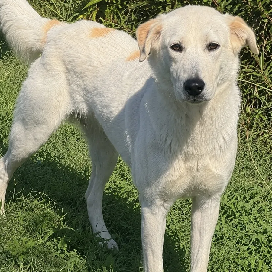 Elsa