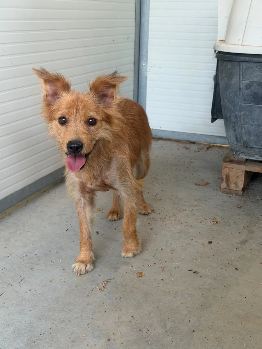 Ginger in adozione al Can Ca Baula di Carmagnola