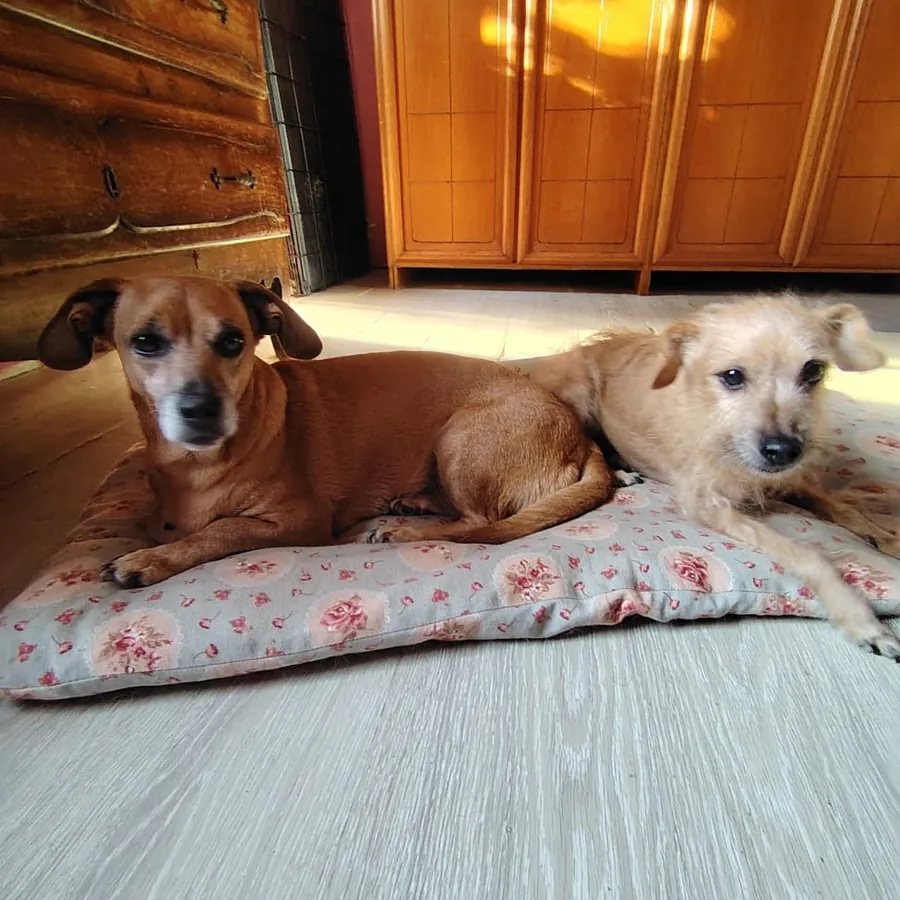 Lilly e Jack in cerca di casa tramite il Can Ca Baula