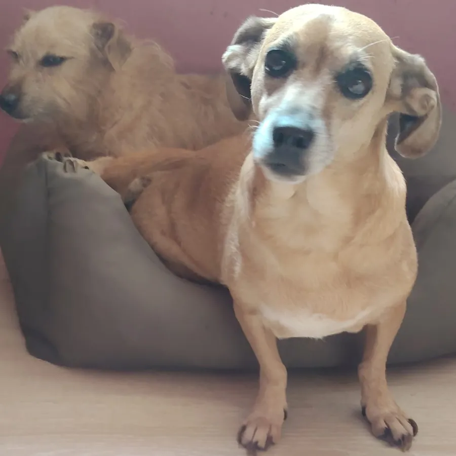 Lilly e Jack in cerca di casa tramite il Can Ca Baula