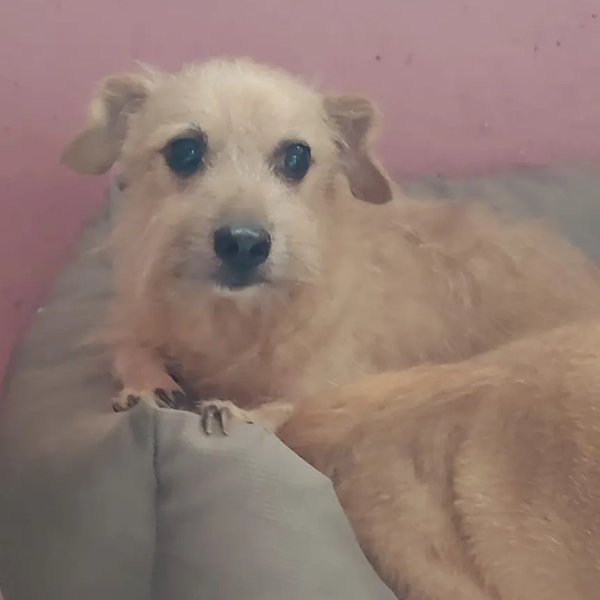 Lilly e Jack in cerca di casa tramite il Can Ca Baula