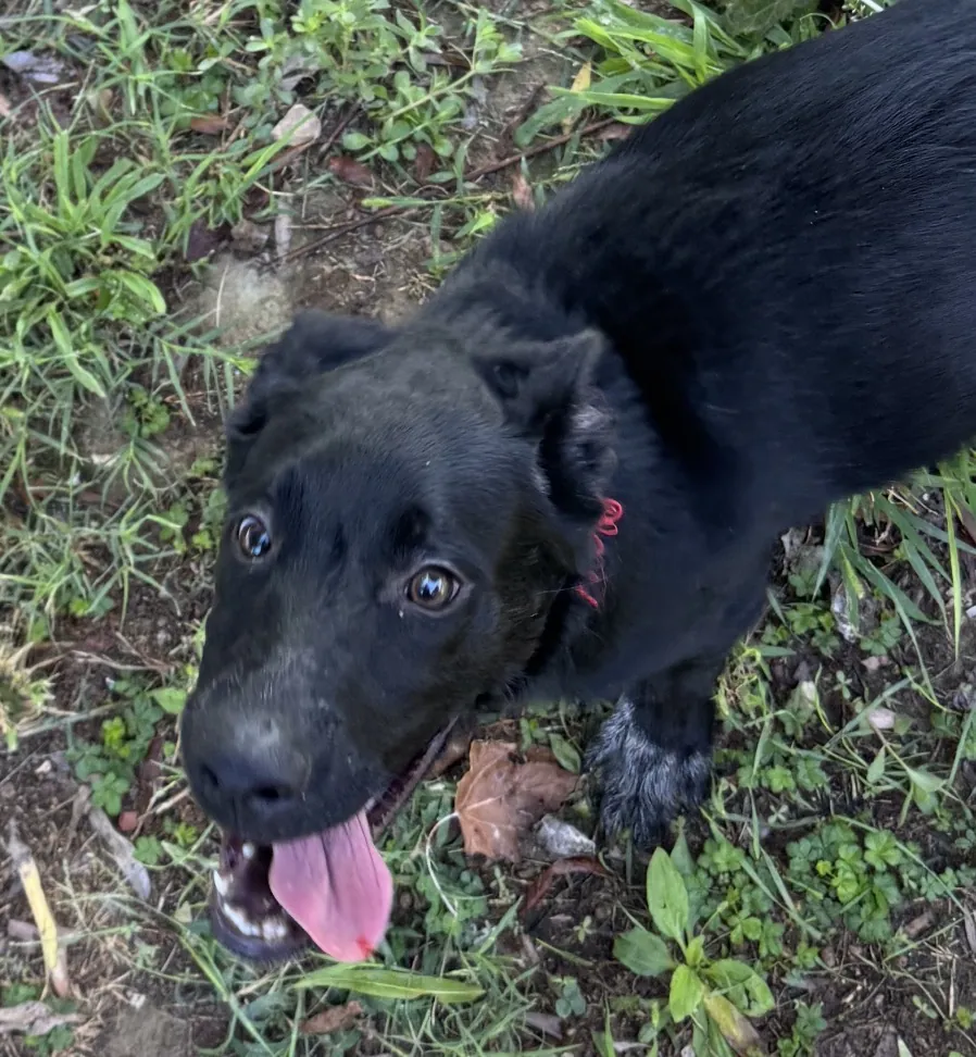 Oreo, cucciolo nero di 5 mesi, con la lingua di fuori