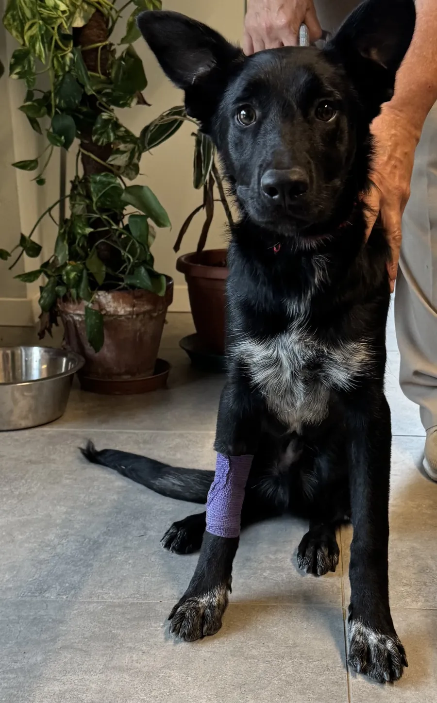 Oreo seduto dopo la TAC, con la fasciatura viola su una zampa anteriore per l'anestesia