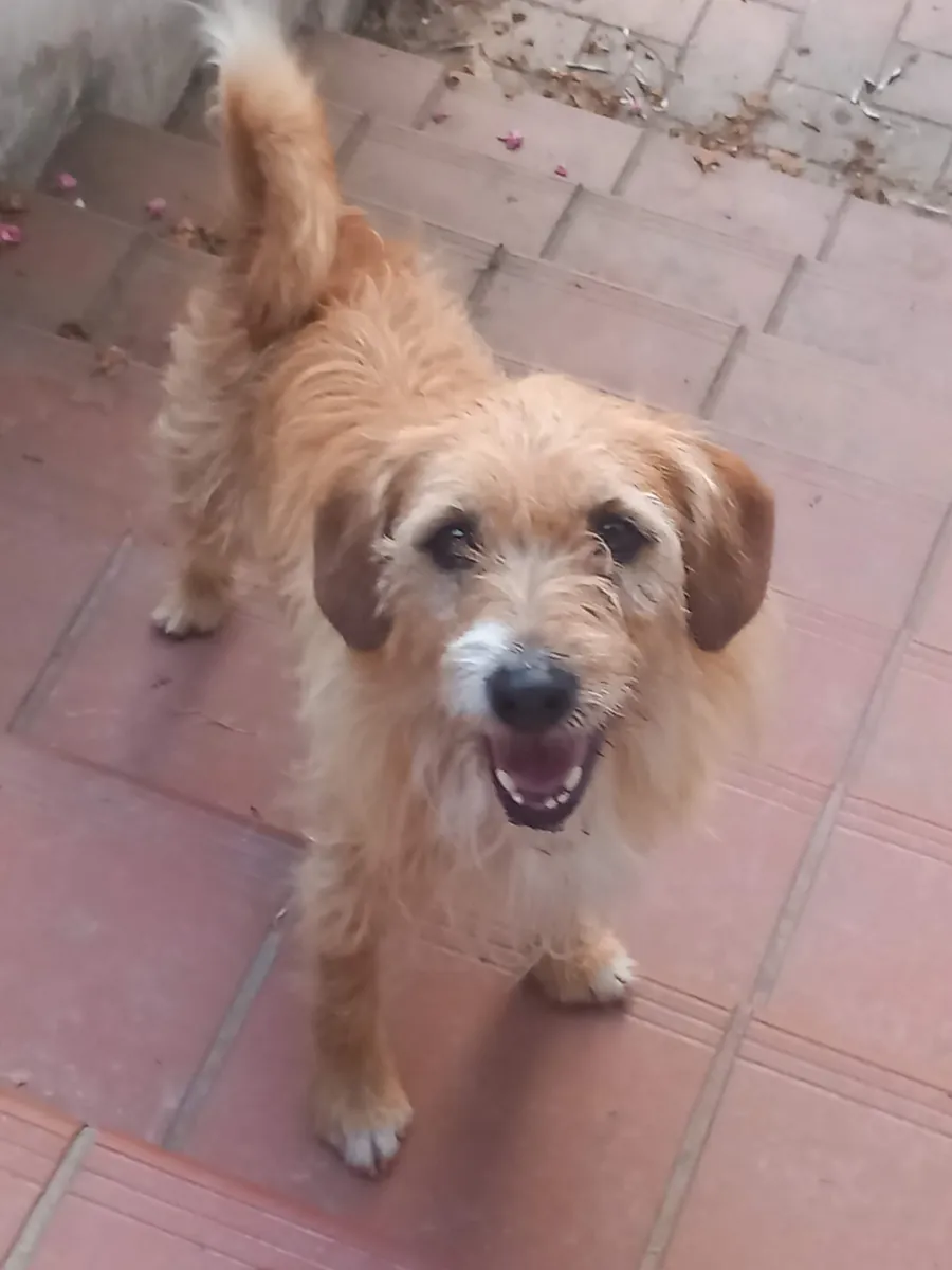 Pippo in adozione al Can Ca Baula di Carmagnola