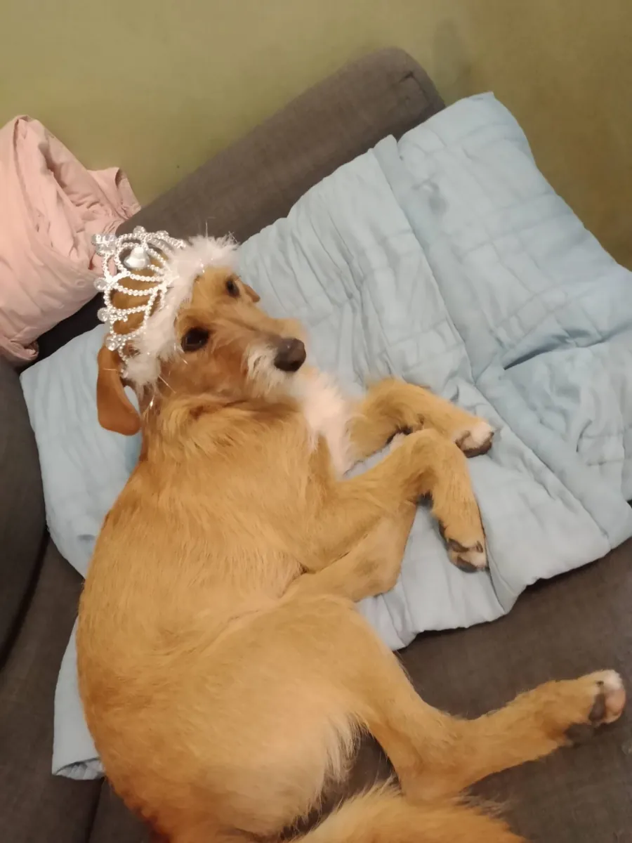 Pippo in adozione al Can Ca Baula di Carmagnola
