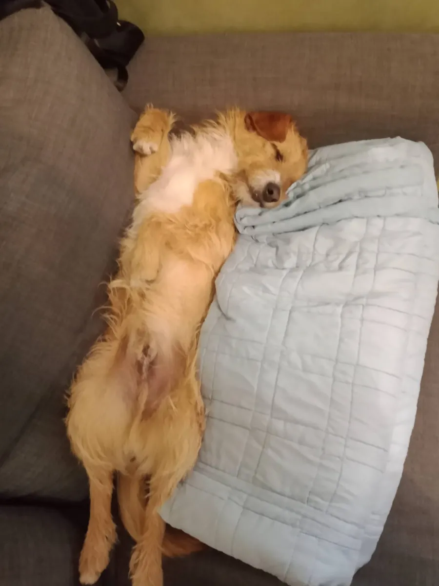 Pippo in adozione al Can Ca Baula di Carmagnola