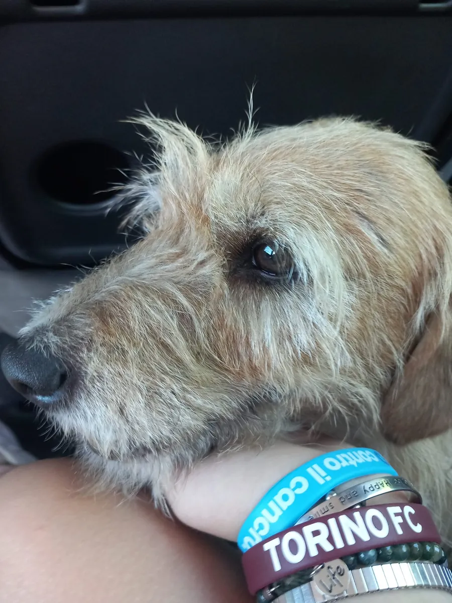 Pippo in adozione al Can Ca Baula di Carmagnola