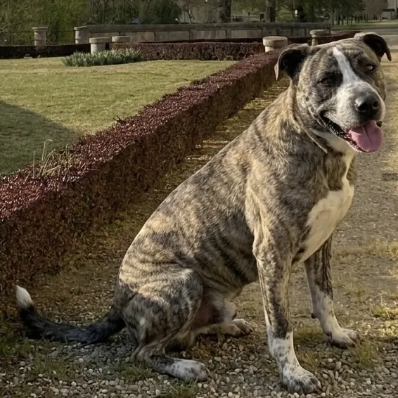 Rey in adozione al Can Ca Baula di Carmagnola