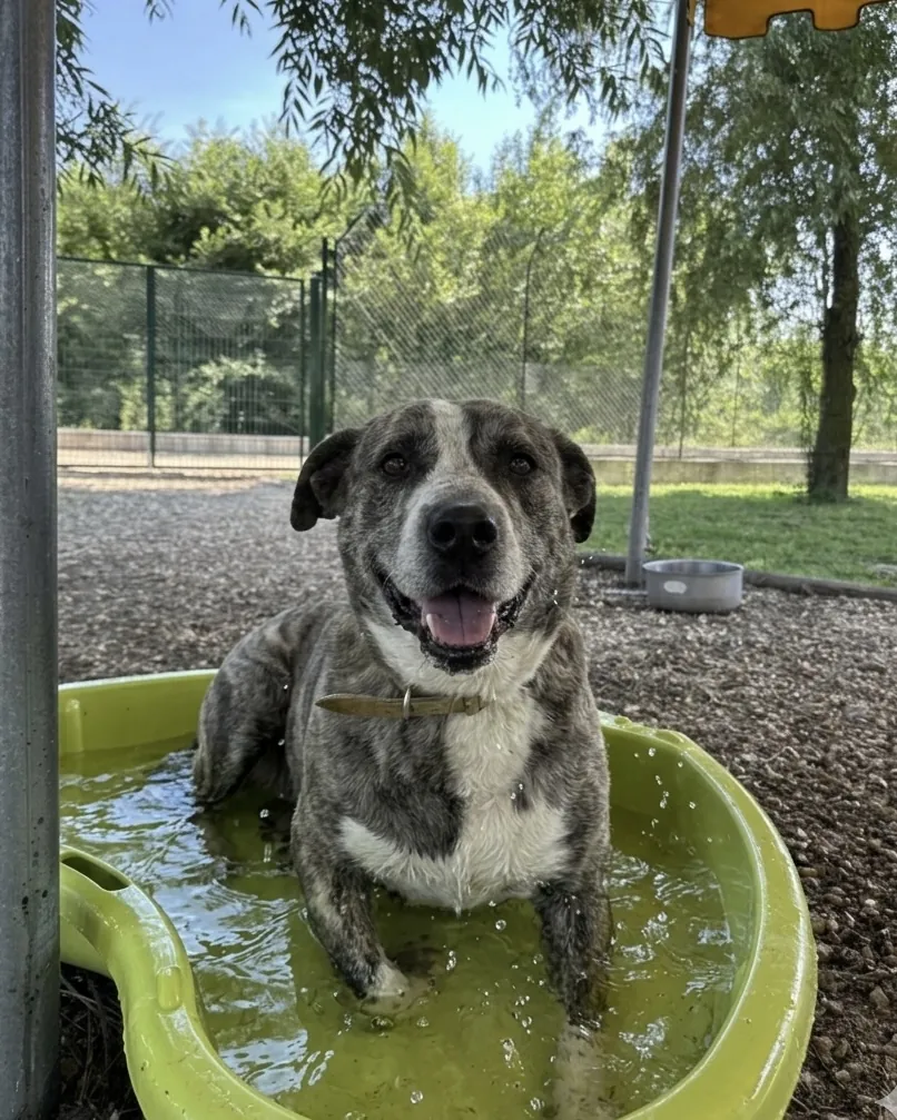 Rey in adozione al Can Ca Baula di Carmagnola