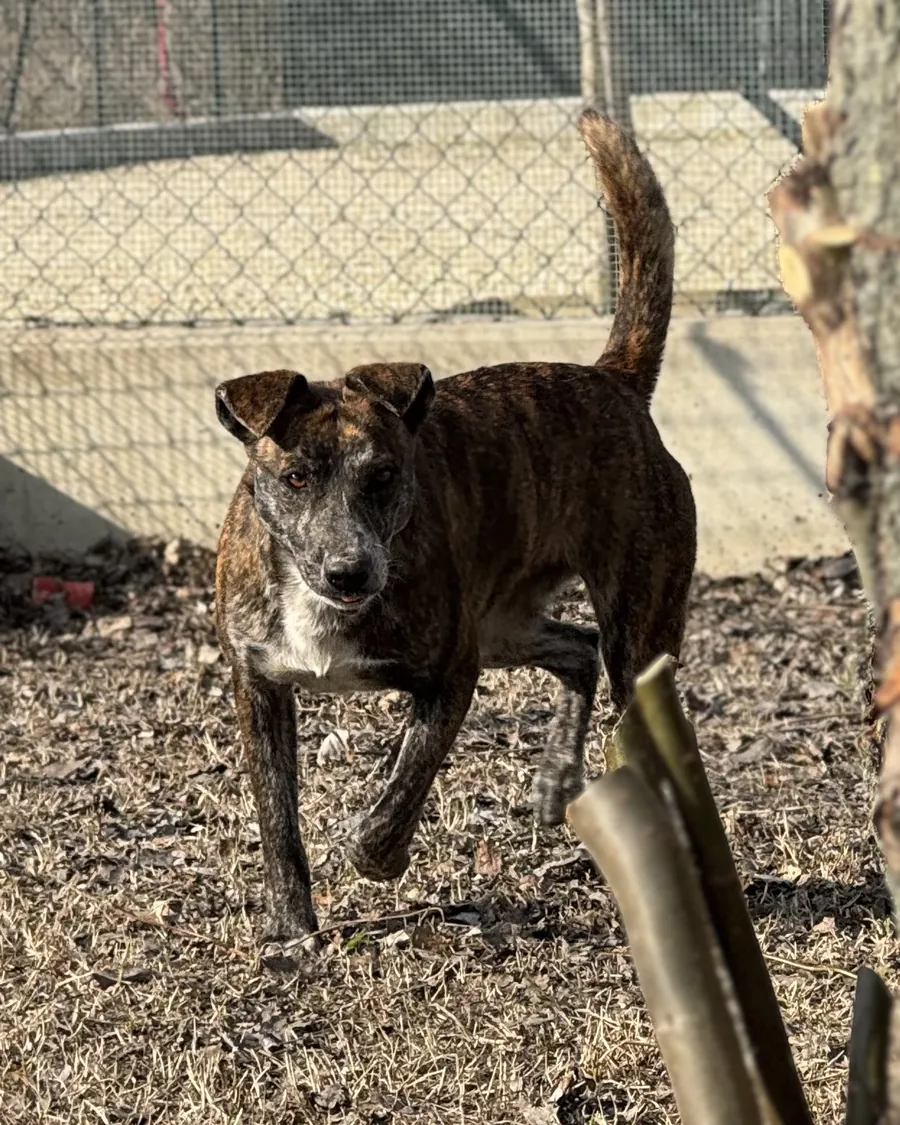 Shila in adozione al Can Ca Baula di Carmagnola