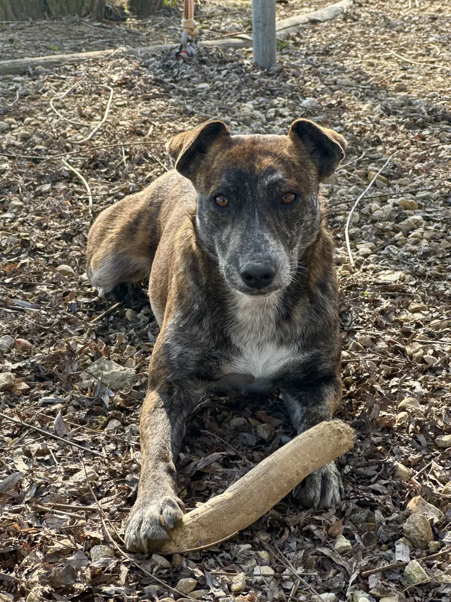 Shila in adozione al Can Ca Baula di Carmagnola