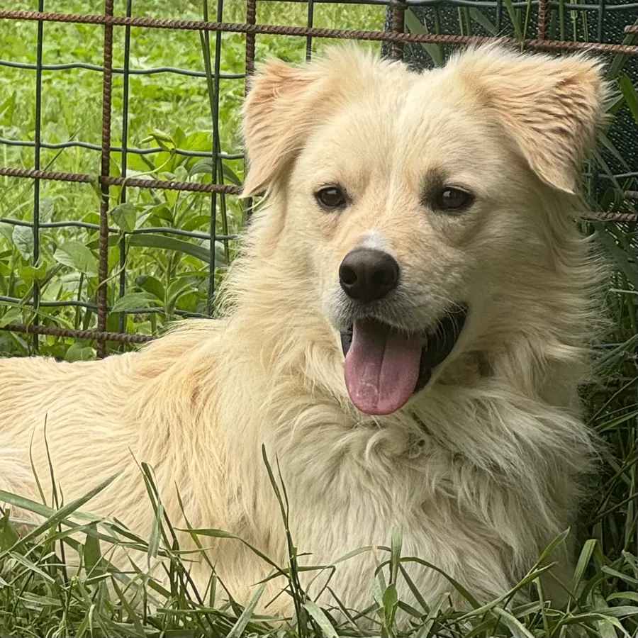 Simba