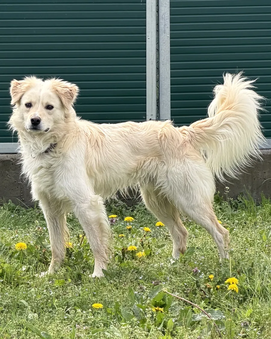 Simba in adozione al Can Ca Baula di Carmagnola