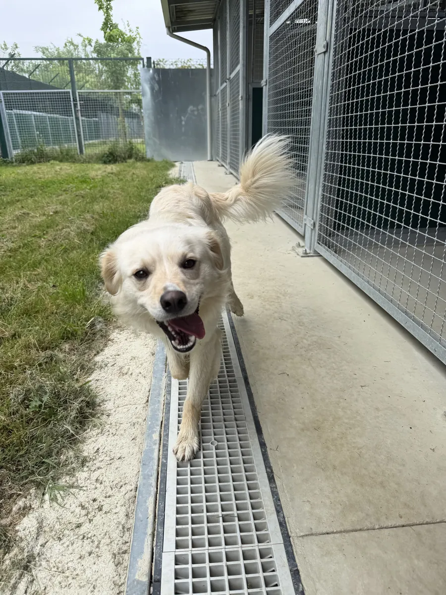 Simba in adozione al Can Ca Baula di Carmagnola