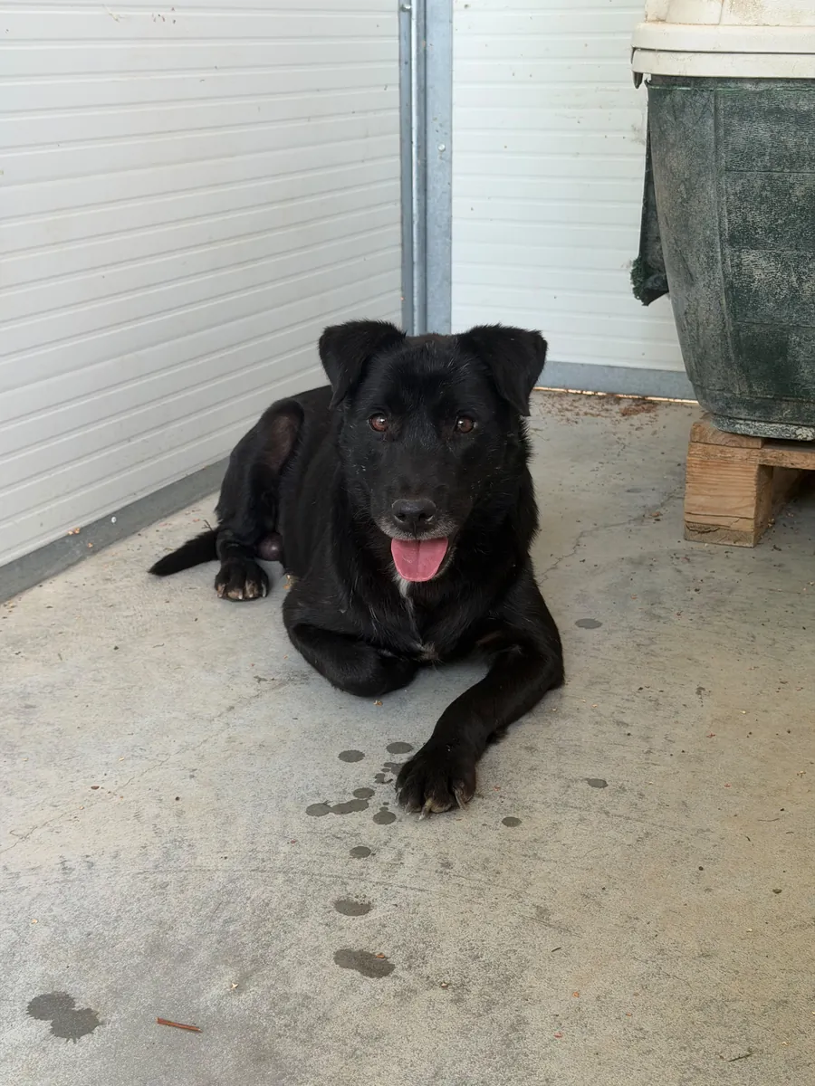 Tobia