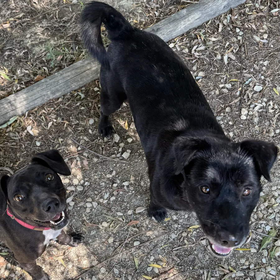 Tobia in adozione al Can Ca Baula di Carmagnola