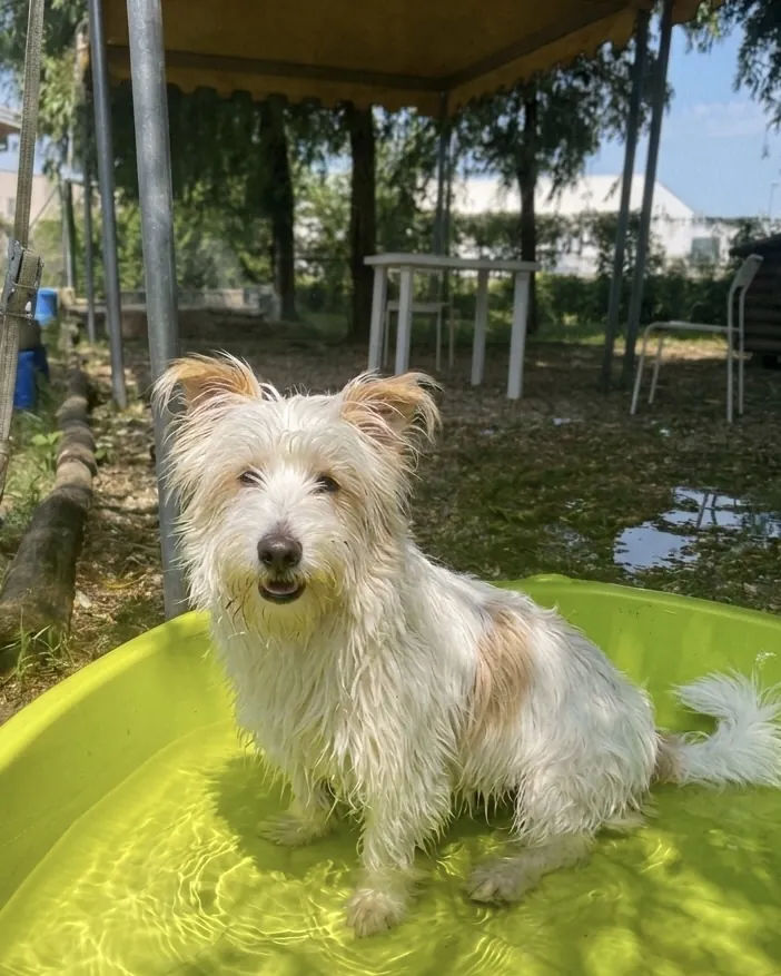 Willy in adozione al Can Ca Baula di Carmagnola