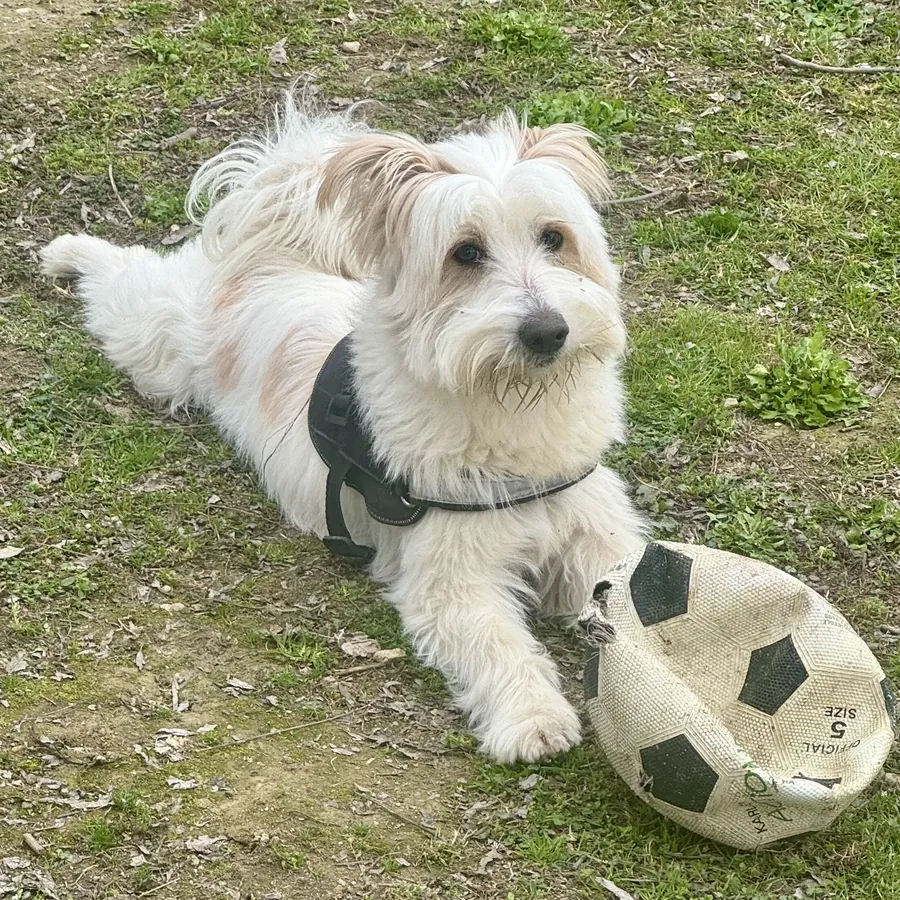 Willy in adozione al Can Ca Baula di Carmagnola